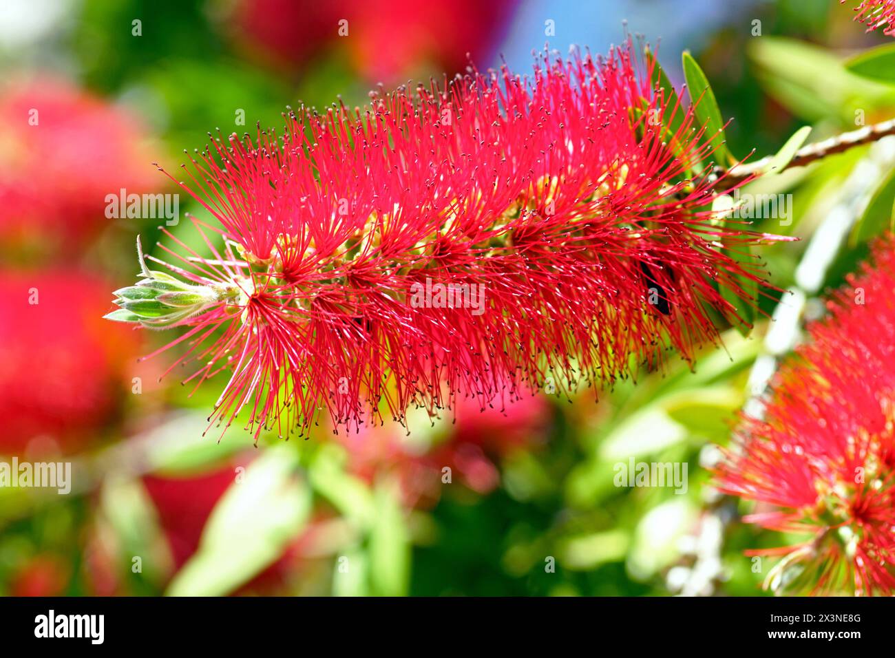 Nahaufnahme eines kallistemonstrauchs während der Blüte - eine ungewöhnliche hellrote Blume mit vielen Staubblättern. Stockfoto