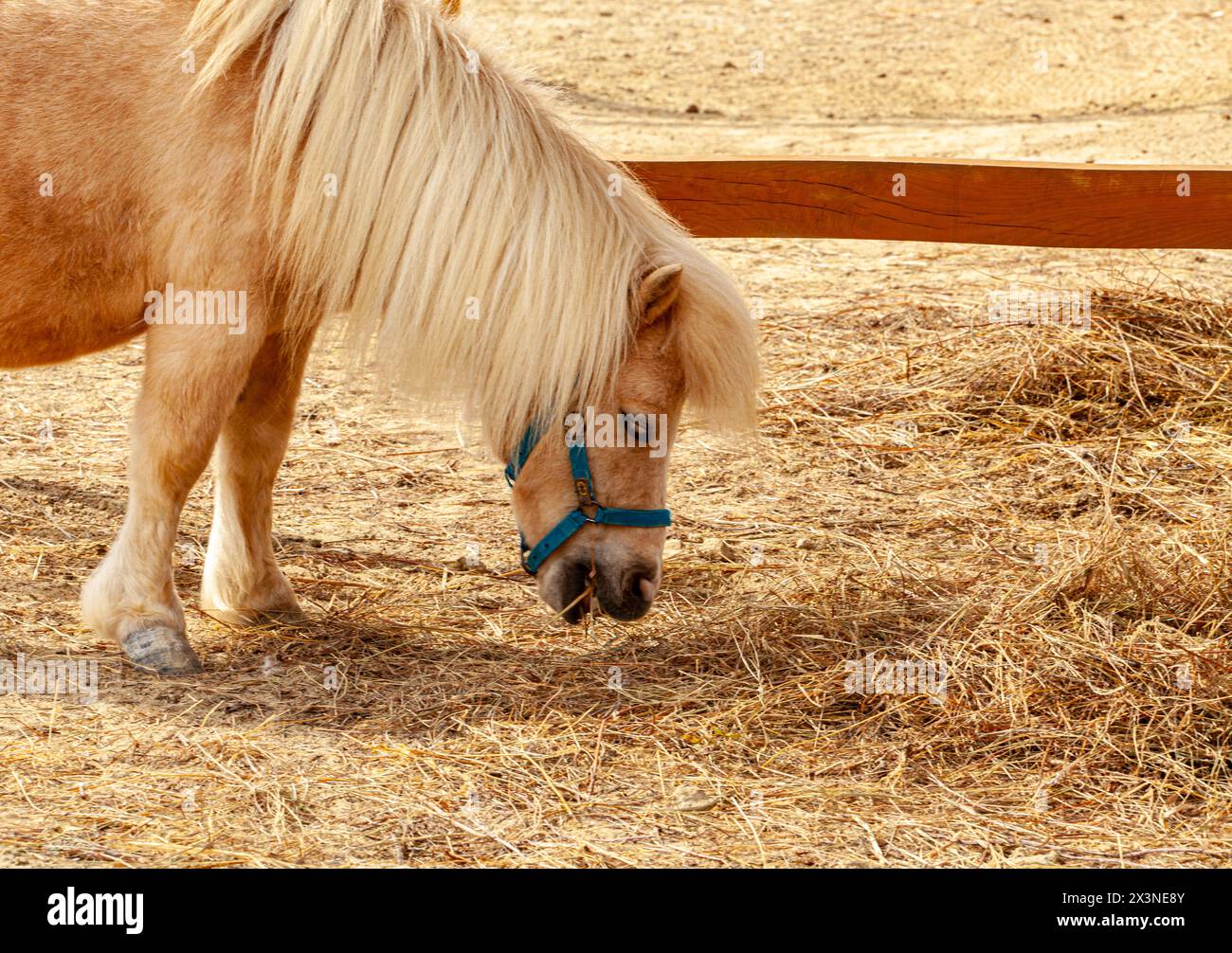 Miniatur-shetland-Rasse-Pony, der im Sommer auf dem Feld läuft Stockfoto