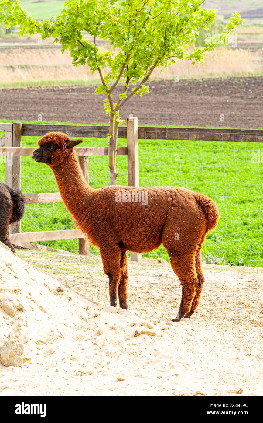 Eine Herde Alpaca, die auf einem Feld auf einem Bauernhof steht und weidet. Es sind verschiedene Vliesarten und -Farben sichtbar Stockfoto