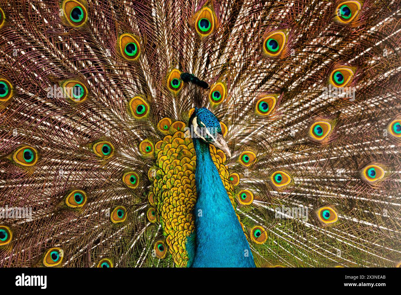 Eine schöne Peacock Nahaufnahme mit seinen Federn öffnen Stockfoto