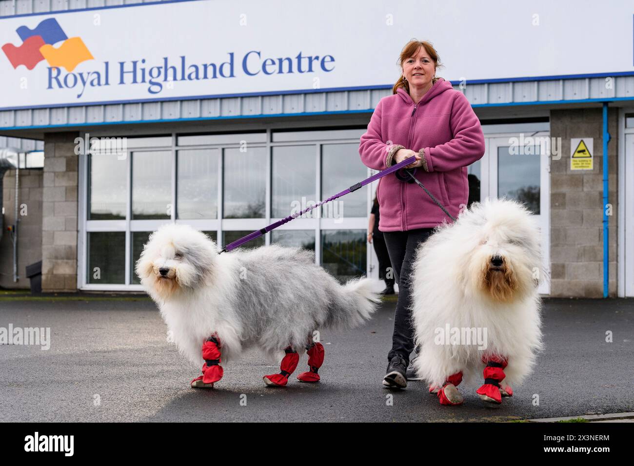 Hunde und Hundeführer bei der Hundeshow des Scottish Kennel Club, Royal Highland Centre, Ingliston, Edinburgh, Schottland, UK Stockfoto
