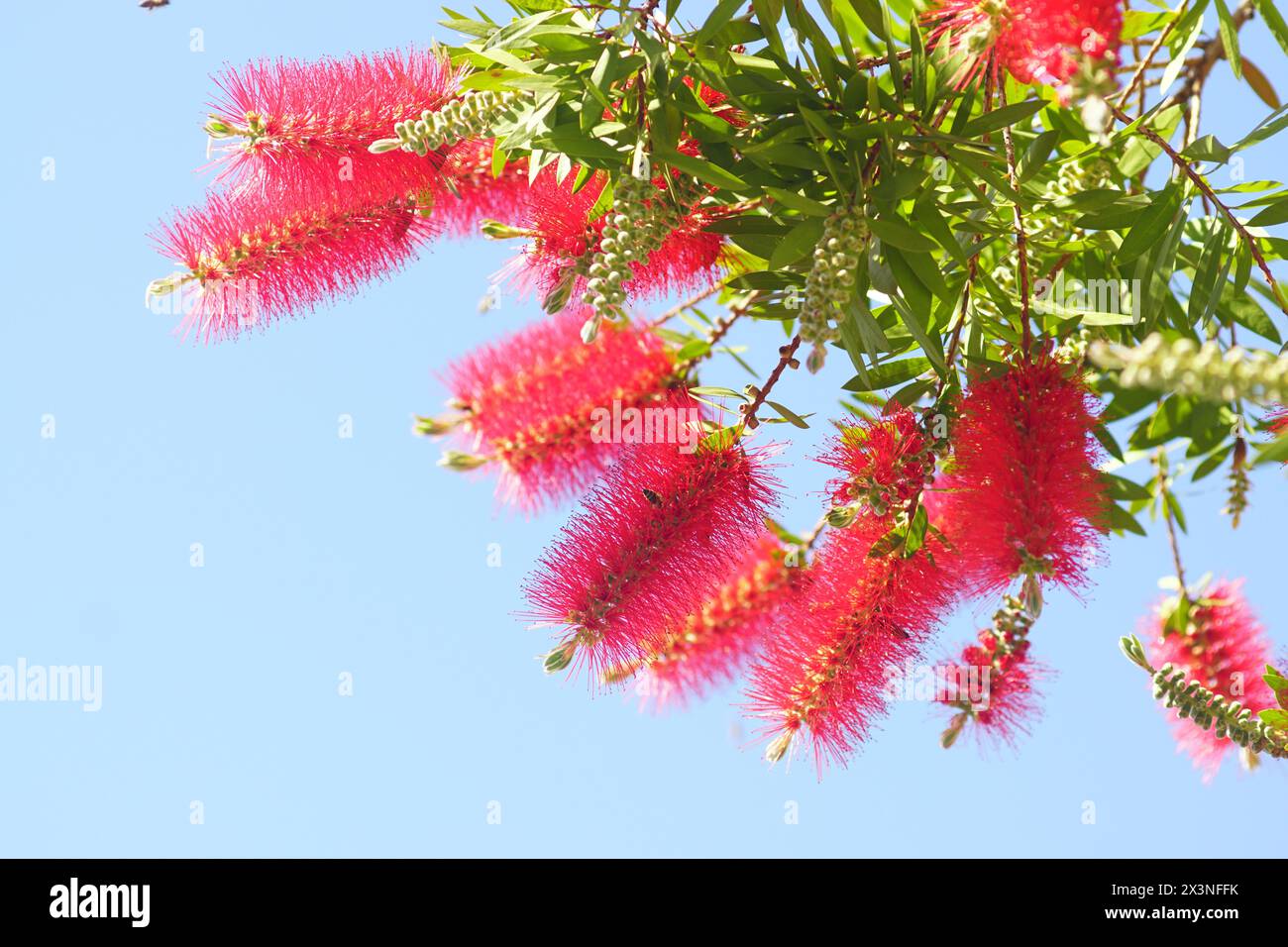 Blühender Pinsel: Ungewöhnliche rote Blüten mit vielen Staubblättern vor klarem blauem Himmel Stockfoto