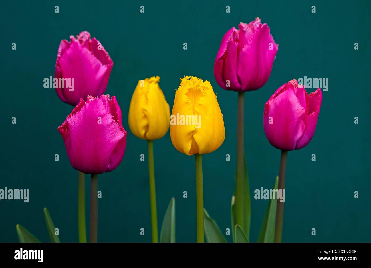 Edinburgh, Schottland, Großbritannien. April 2024. Farbenfrohe, gesäumte Tulpen erhellen den Garten an einem bewölkten Tag mit einer Temperatur von 7 Grad Celsius. Im Bild: Ausgefranste Tulpenblüten vor einem Schuppentürhintergrund, der aus niederländischen Zwiebeln aus Keukenhof, Niederlande wächst, Quelle: Arch White/Alamy Live News. Stockfoto