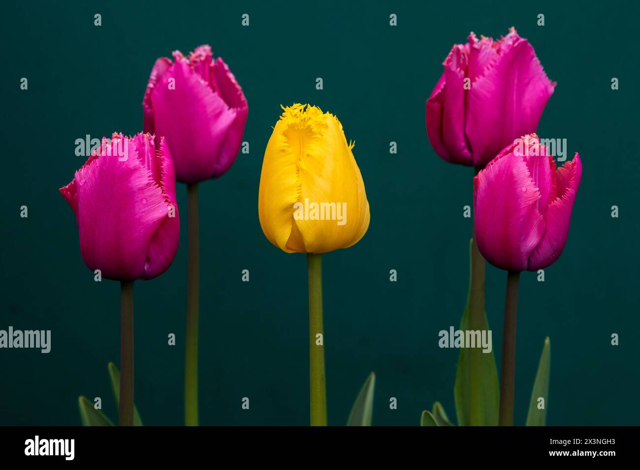 Edinburgh, Schottland, Großbritannien. April 2024. Farbenfrohe, gesäumte Tulpen erhellen den Garten an einem bewölkten Tag mit einer Temperatur von 7 Grad Celsius. Im Bild: Ausgefranste Tulpenblüten vor einem Schuppentürhintergrund, der aus niederländischen Zwiebeln aus Keukenhof, Niederlande wächst, Quelle: Arch White/Alamy Live News. Stockfoto