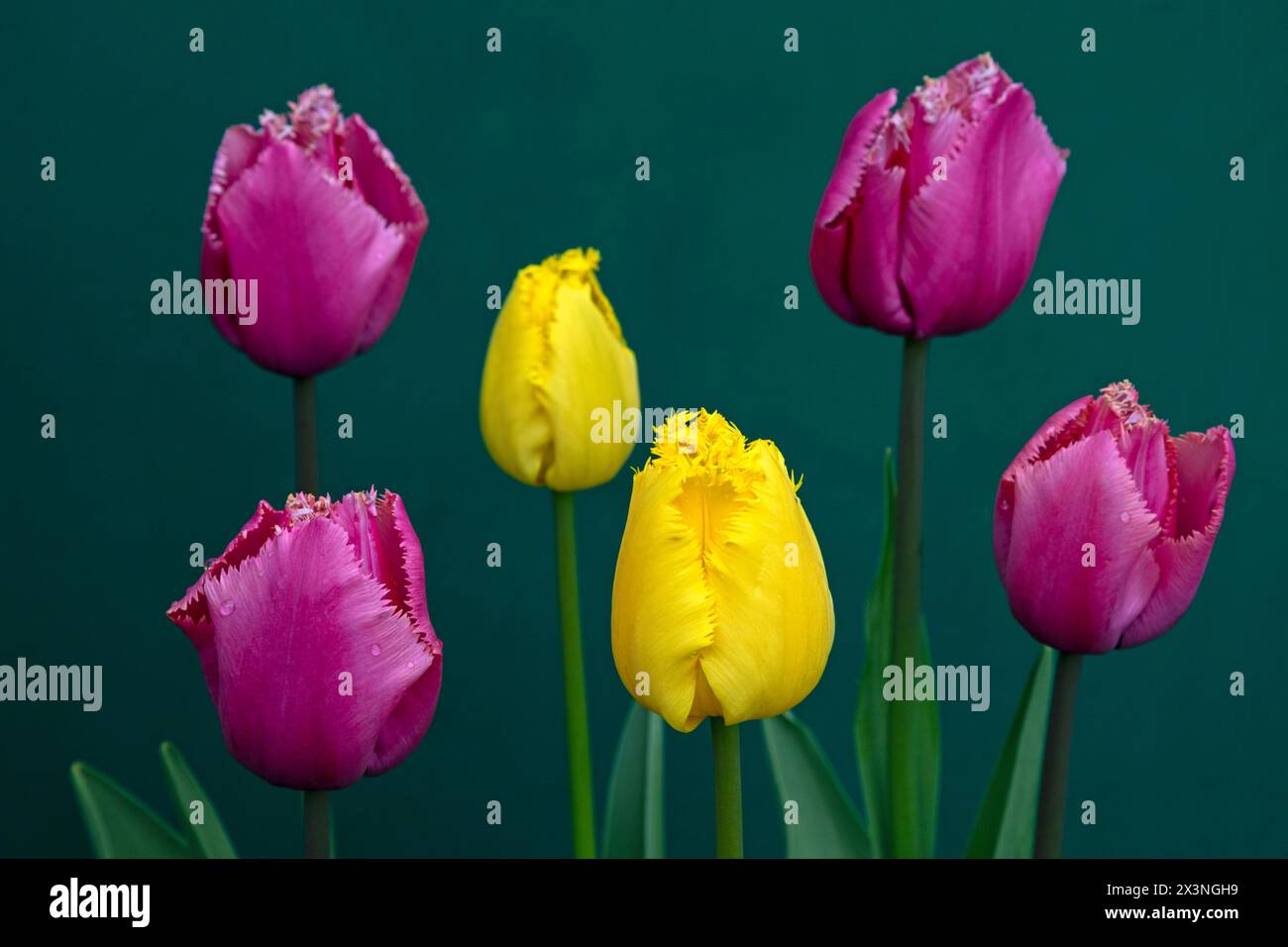 Edinburgh, Schottland, Großbritannien. April 2024. Farbenfrohe, gesäumte Tulpen erhellen den Garten an einem bewölkten Tag mit einer Temperatur von 7 Grad Celsius. Im Bild: Ausgefranste Tulpenblüten vor einem Schuppentürhintergrund, der aus niederländischen Zwiebeln aus Keukenhof, Niederlande wächst, Quelle: Arch White/Alamy Live News. Stockfoto