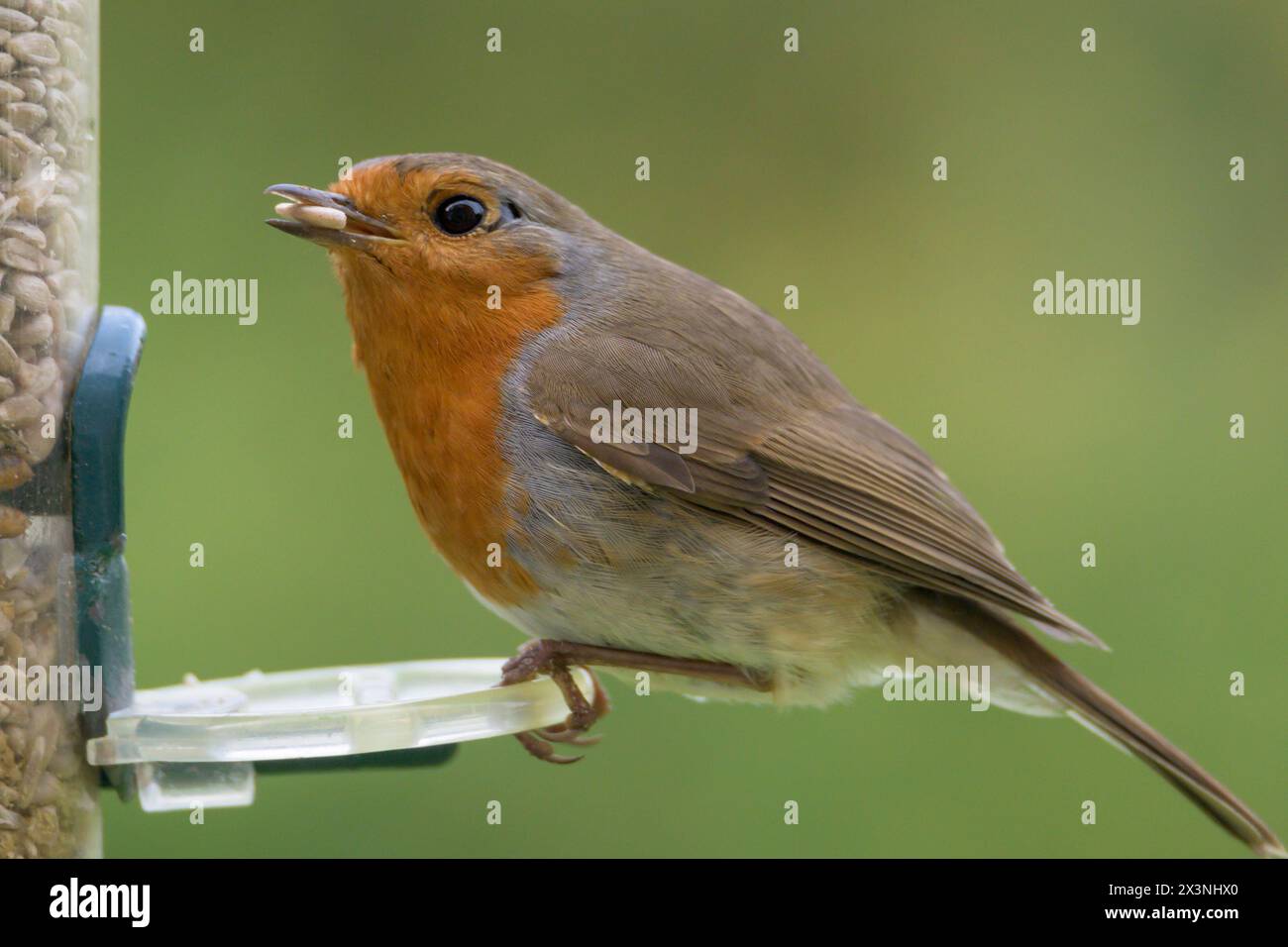 Rotbarsch (Erithacus rubecula) isst Sonnenblumenkerne aus einem Futterhäuschen Stockfoto