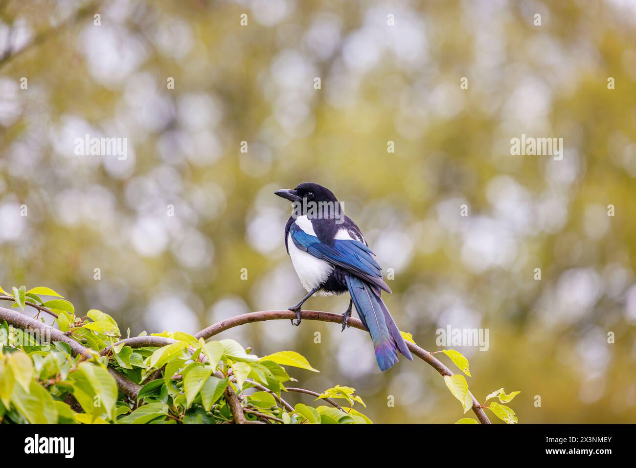 Eine Hochglanzmagpie, Pica pica, thront im Frühjahr auf einem Zweig im RHS Garden Wisley, Surrey, Südosten Englands, mit schillernden dunkelblauen Federn Stockfoto