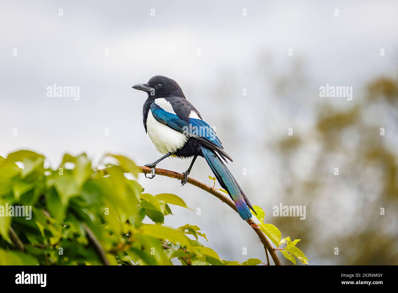 Eine Hochglanzmagpie, Pica pica, thront im Frühjahr auf einem Zweig im RHS Garden Wisley, Surrey, Südosten Englands, mit schillernden dunkelblauen Federn Stockfoto