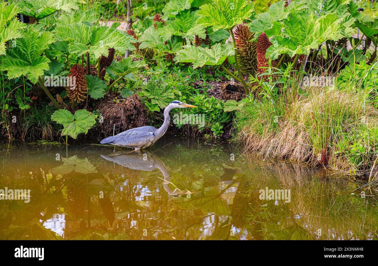 Ein Graureiher, Ardea cinerea, stehend in einem Teich bei brasilianischem Rhabarber, Gunnera manicata, RHS Garden Wisley, Surrey, Südosten Englands im Frühjahr Stockfoto