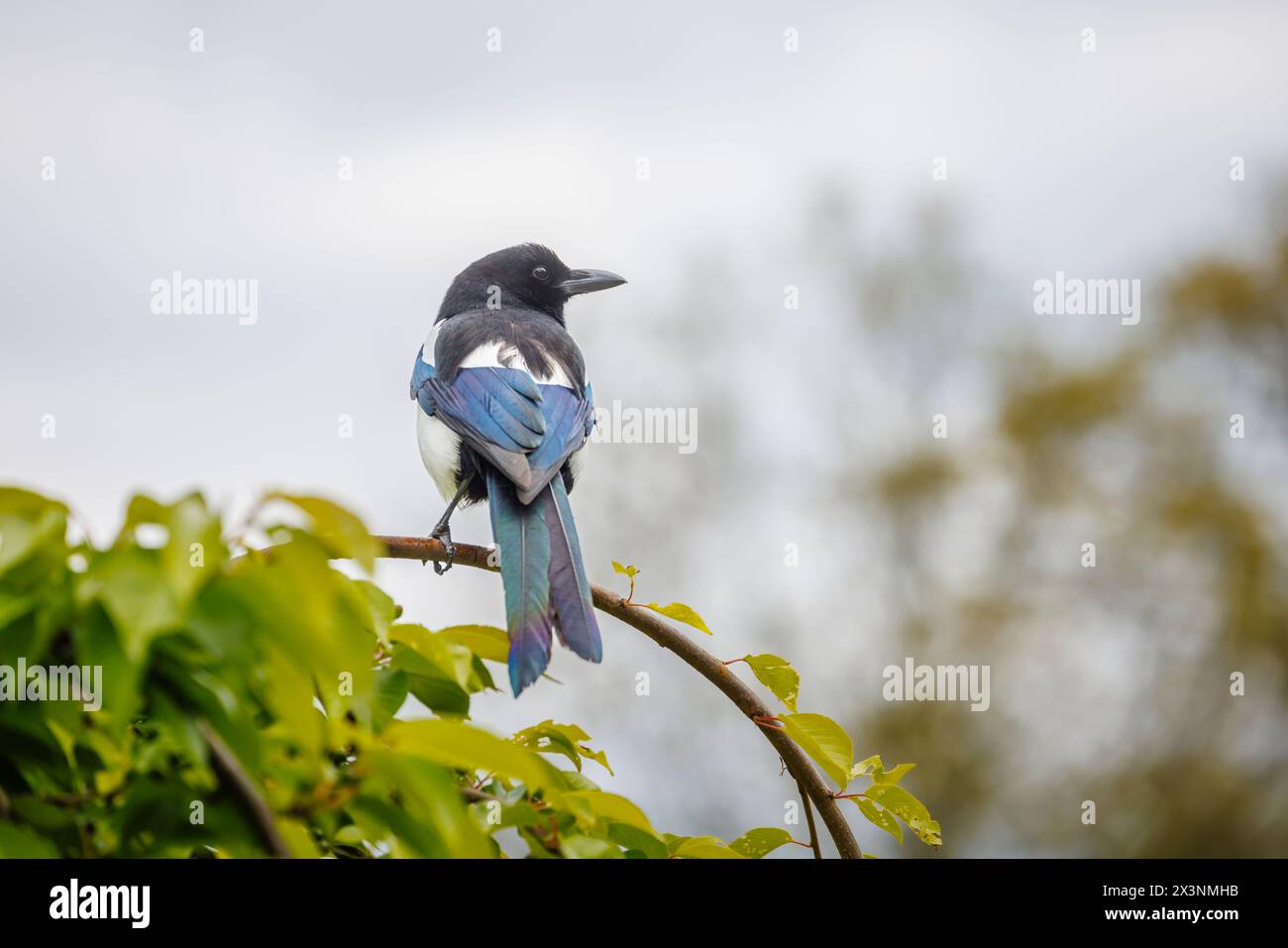 Eine Hochglanzmagpie, Pica pica, thront im Frühjahr auf einem Zweig im RHS Garden Wisley, Surrey, Südosten Englands, mit schillernden dunkelblauen Federn Stockfoto