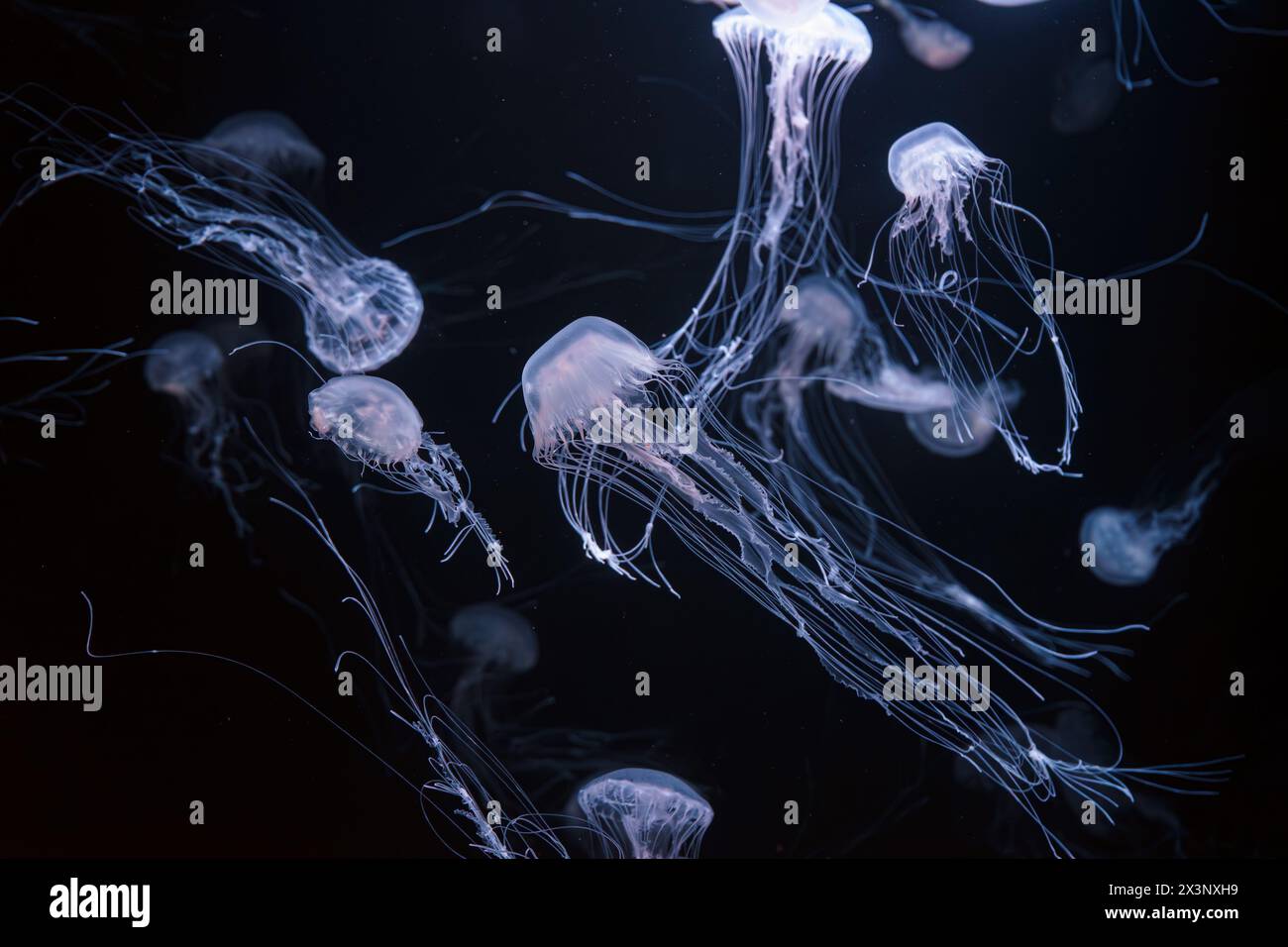 Brennnessel im Atlantik, Chrysaora quinquecirrha, Ostkostennessel. Gruppe fluoreszierender Quallen, die im beleuchteten Aquarium schwimmen. Theriologie, Biodi Stockfoto