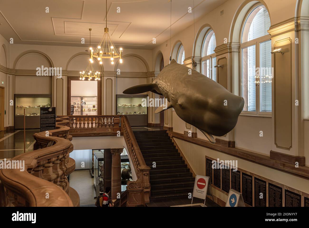 Pottwalmodell Im Naturmuseum Senckenberg, Frankfurt Stockfoto