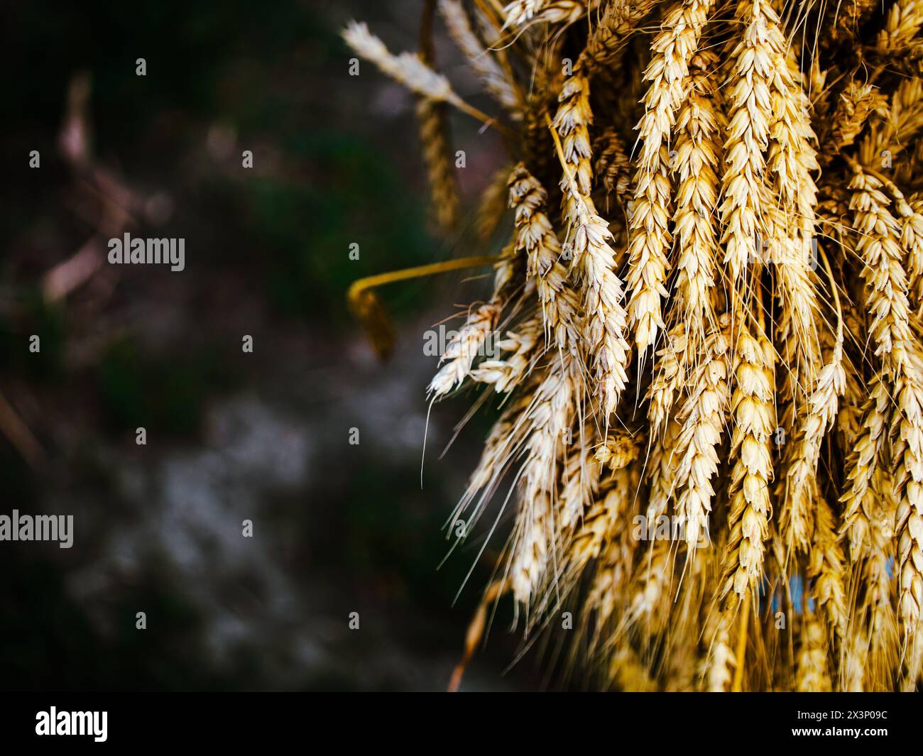 Detaillierte Bilder mit Schwerpunkt auf den reichhaltigen Texturen von gereiftem Weizen; perfekt für die Ernte oder Naturinhalte. Stockfoto