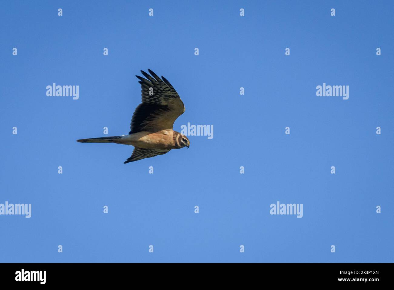 Foto mit selektivem Fokus. Pallider Harrier Vogel, Circus macrourus. Stockfoto