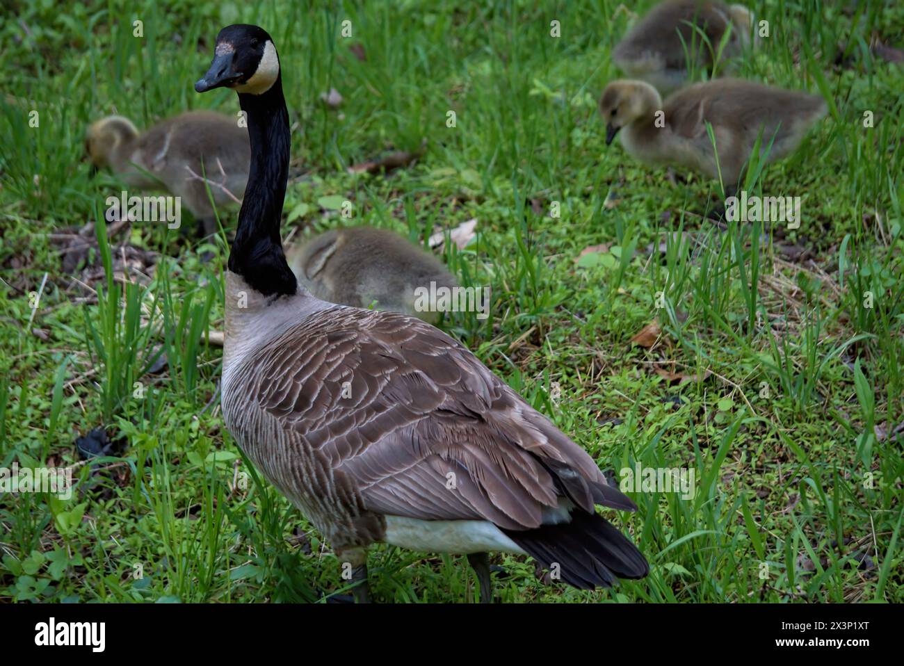 Erwachsene Kanadische Gans mit Gänsen in Pennsylvania Stockfoto
