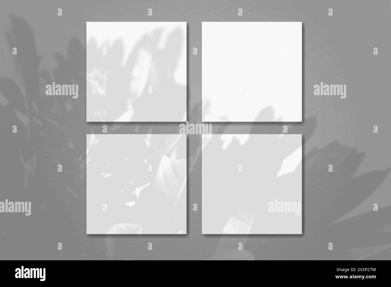 Natürliches Licht wirft Schatten von der Pflanze auf 4 quadratische Blätter weißes strukturiertes Papier, das auf einem grauen Hintergrund liegt. Modell. Stockfoto