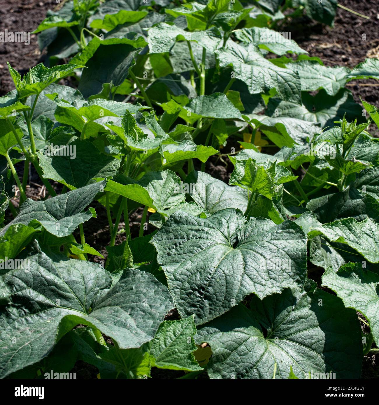 Organisches Wachstum: Grüne Blätter, die aus dem Boden herausragen und das organische Wachstum und die Vitalität der Natur repräsentieren. Stockfoto