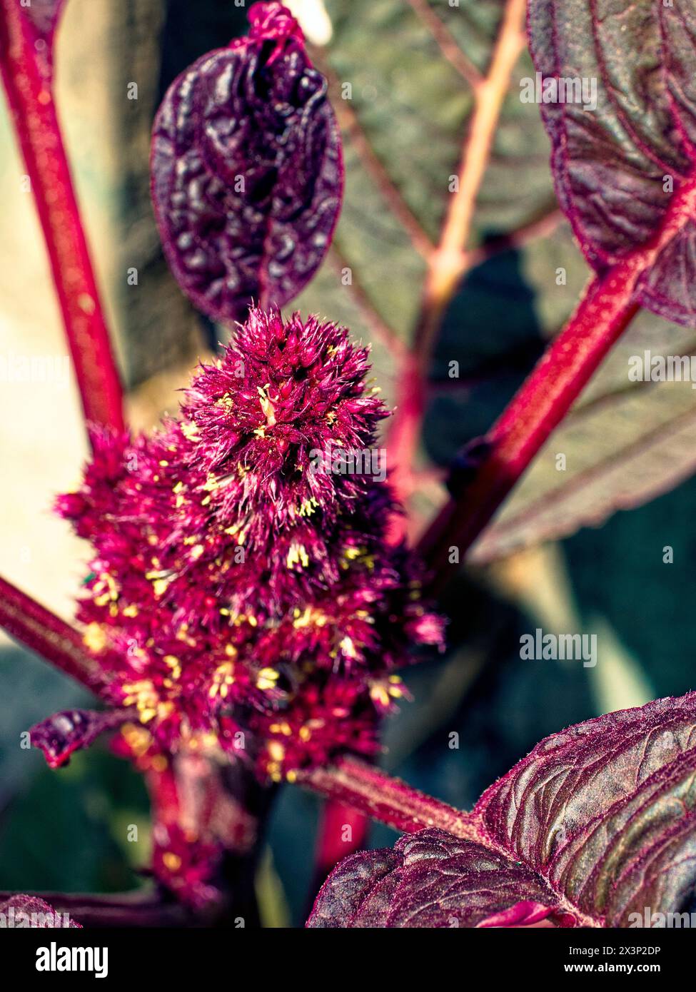 Eine detaillierte Textur einer rot blühenden Pflanze umgeben von tiefgrünem Laub, die an Naturwunder erinnert. Stockfoto