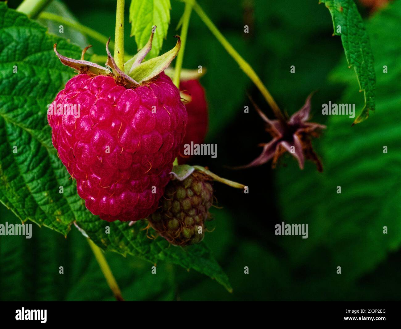 Reife und unreife Himbeeren inmitten üppiger Vegetation; eine ideale Darstellung des ökologischen Landbaus oder der natürlichen Nahrungsmittelerzeugung. Stockfoto