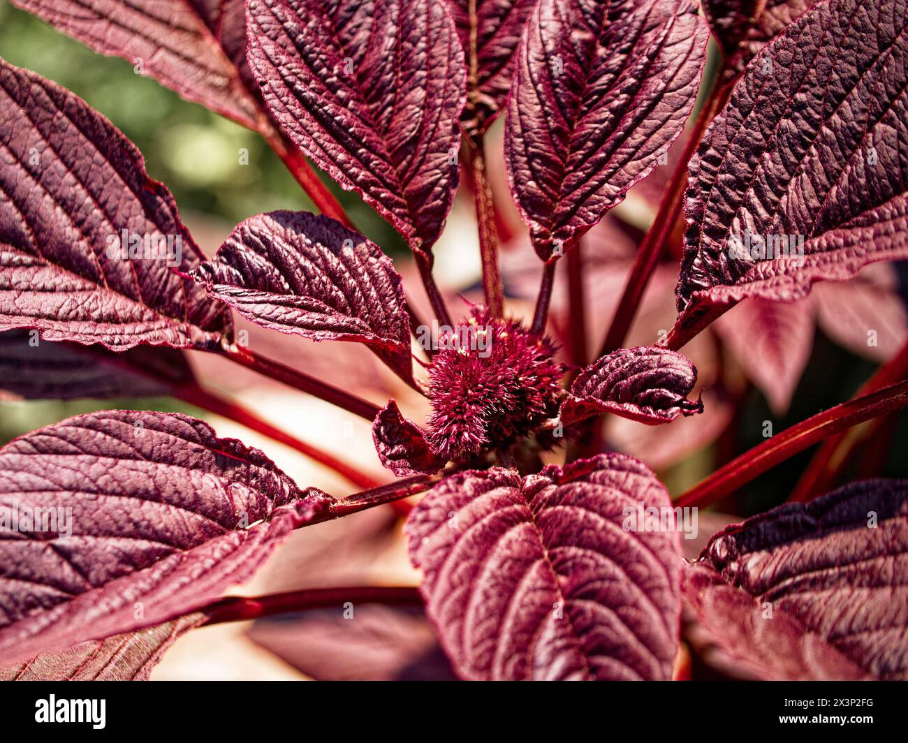Detailliertes rotes Laub, das Hauptmotiv des Bildes, ideal für naturinspirierte Designs. Stockfoto