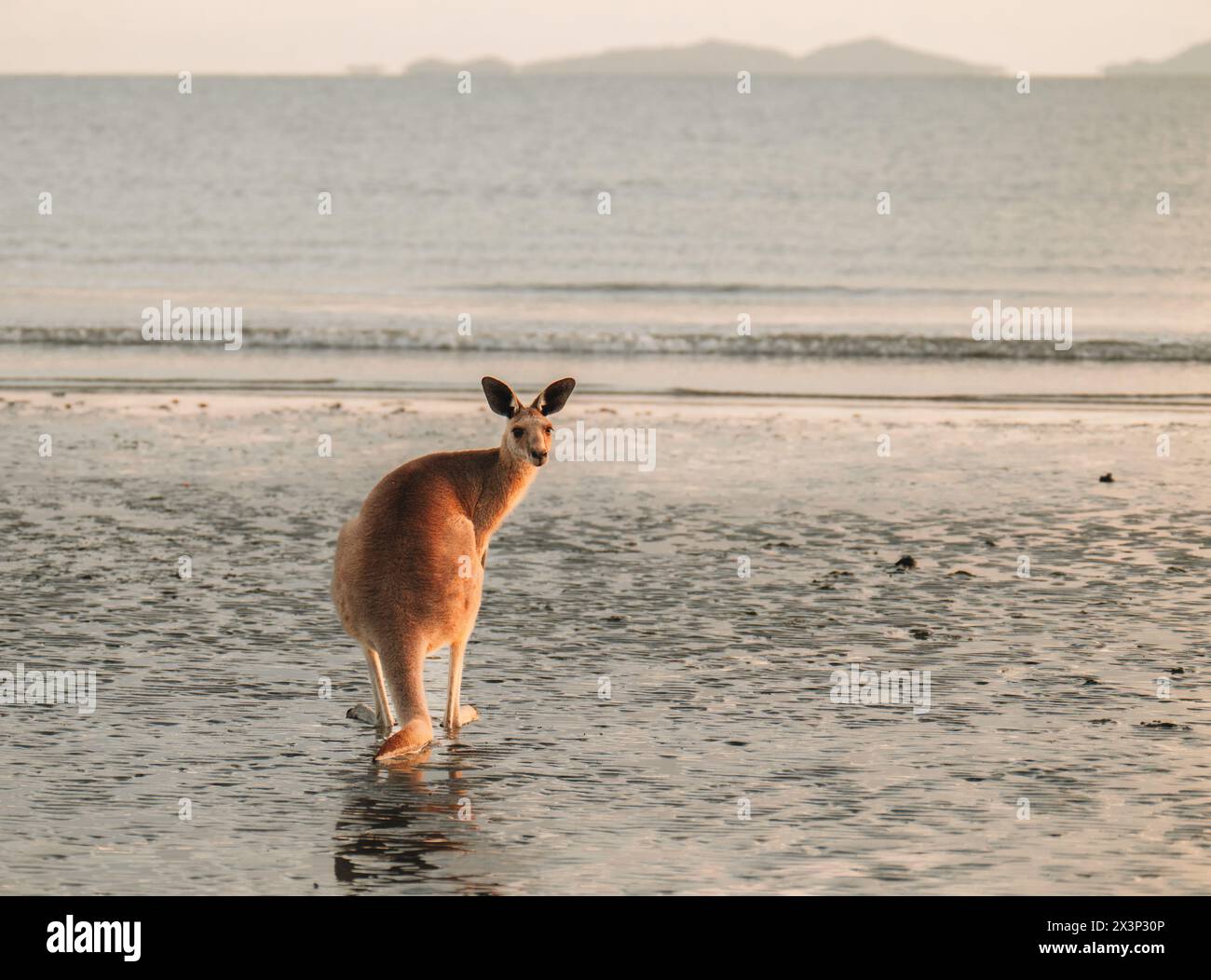 Känguru am Strand bei Sonnenaufgang im cape hillsborough Nationalpark, Mackay. Queensland, Australien Stockfoto