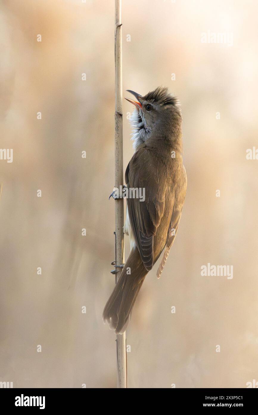 Männlicher großer Schilfflauscher in natürlicher Umgebung (Acrocephalus arundinaceus), Vogelgesang in der Paarungszeit Stockfoto