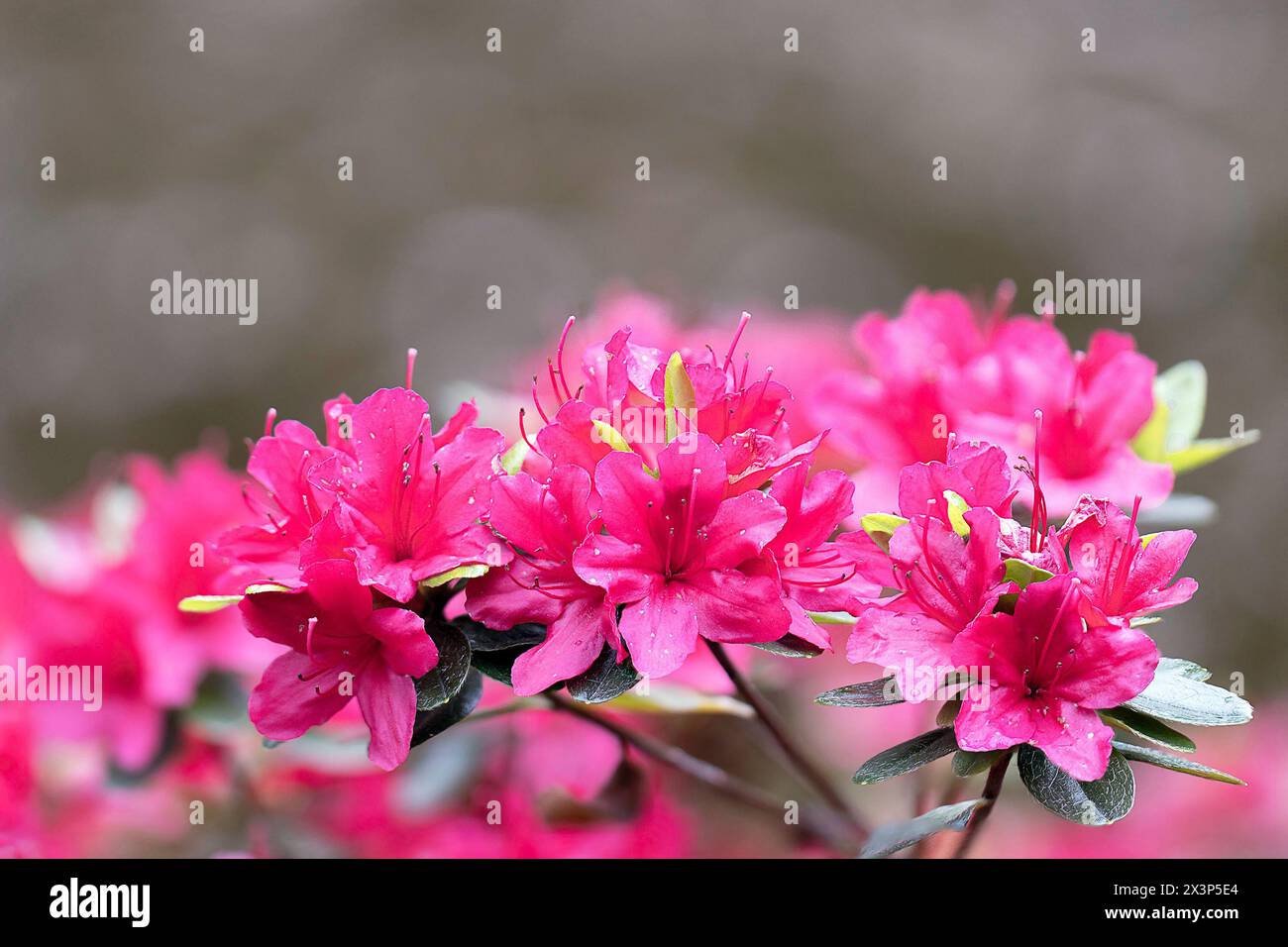 Rosafarbene Rhododendron-Blüten (Rhododendron molle japonica), Fokusstapel Stockfoto