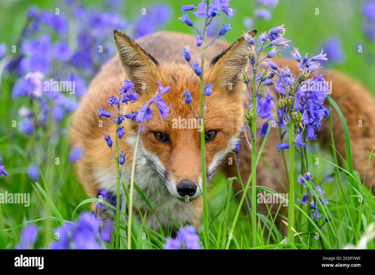 Fox in Bluebells Stockfoto