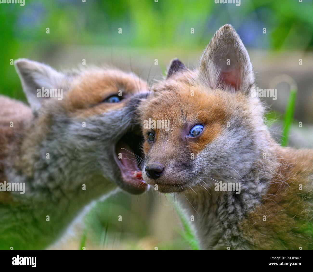 Fox Cubs Stockfoto