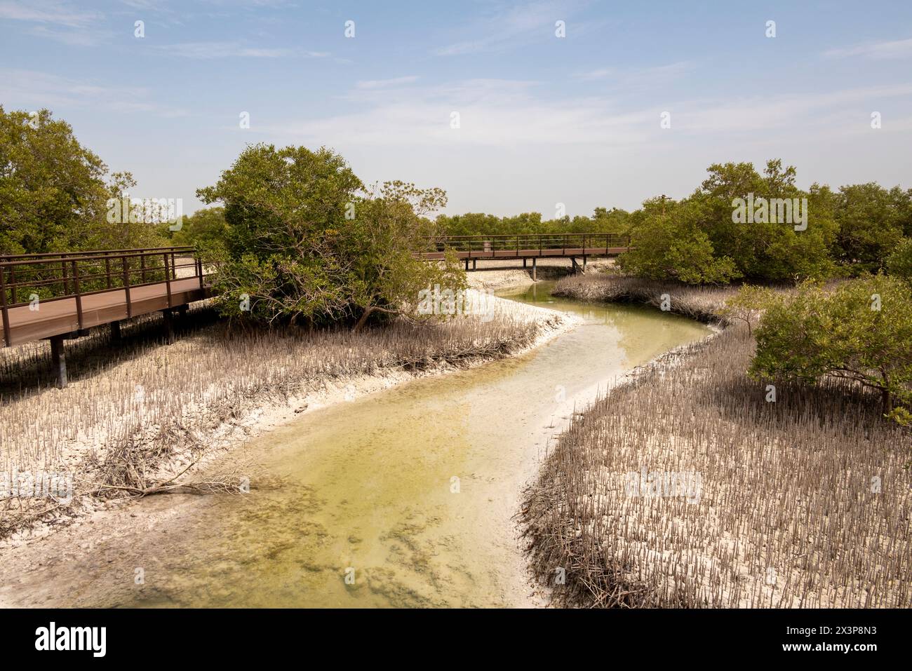 Ebbe im Jubail Mangrove Park in Abu Dhabi Stockfoto