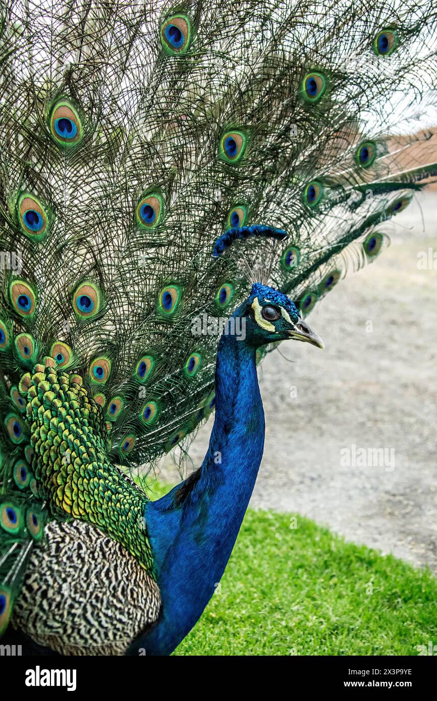 Side, Nahaufnahme eines Blauen Pfauens mit einem herrlichen, schillernden Schwanz. Stockfoto