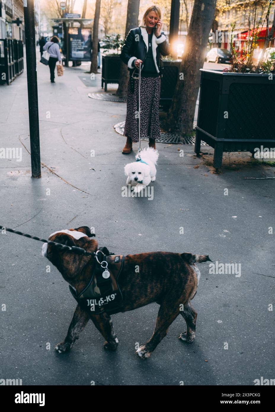 Paris, 02.04.2024: Travelpictures, zwei Hunde schnüffeln sich auf der Straße. Stockfoto