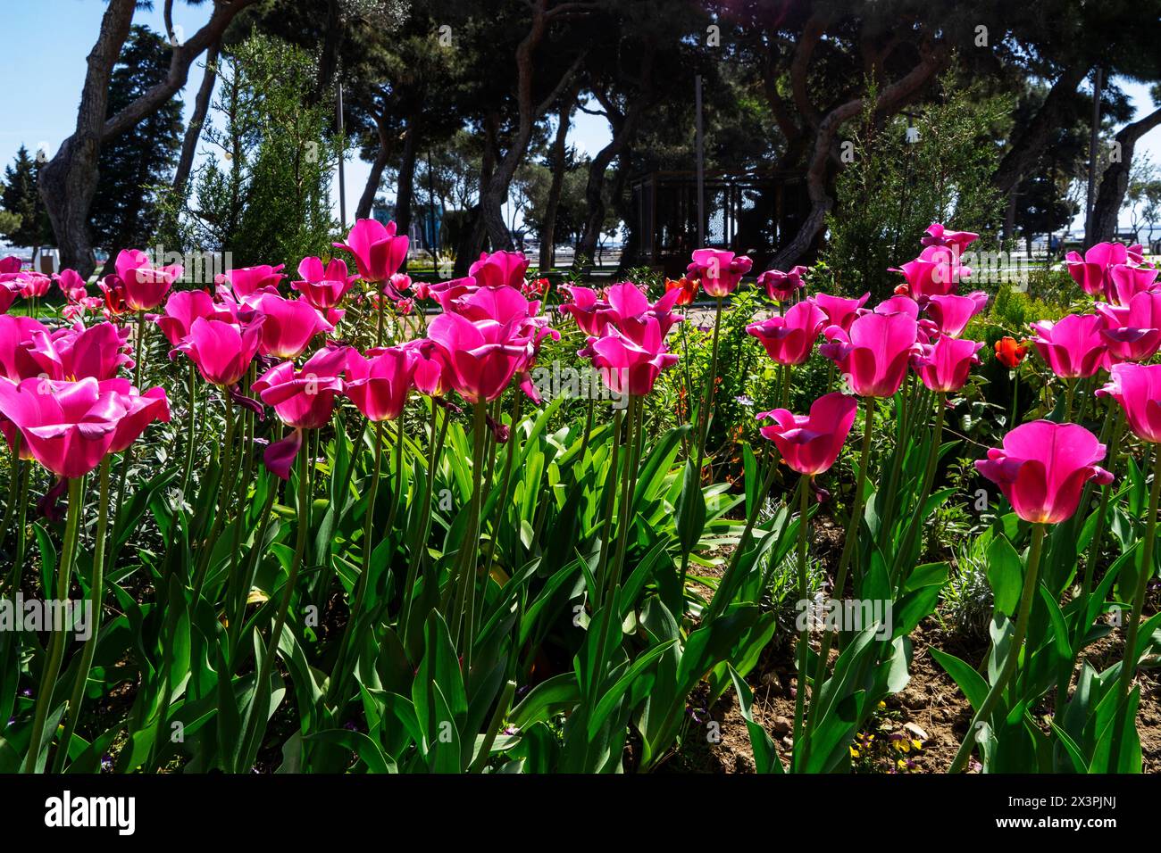 Wunderschöne burgunderrote Tulpen wachsen im Park. Tulpe Merlot – blühende violette Tulpen in einem ländlichen Garten. Stockfoto