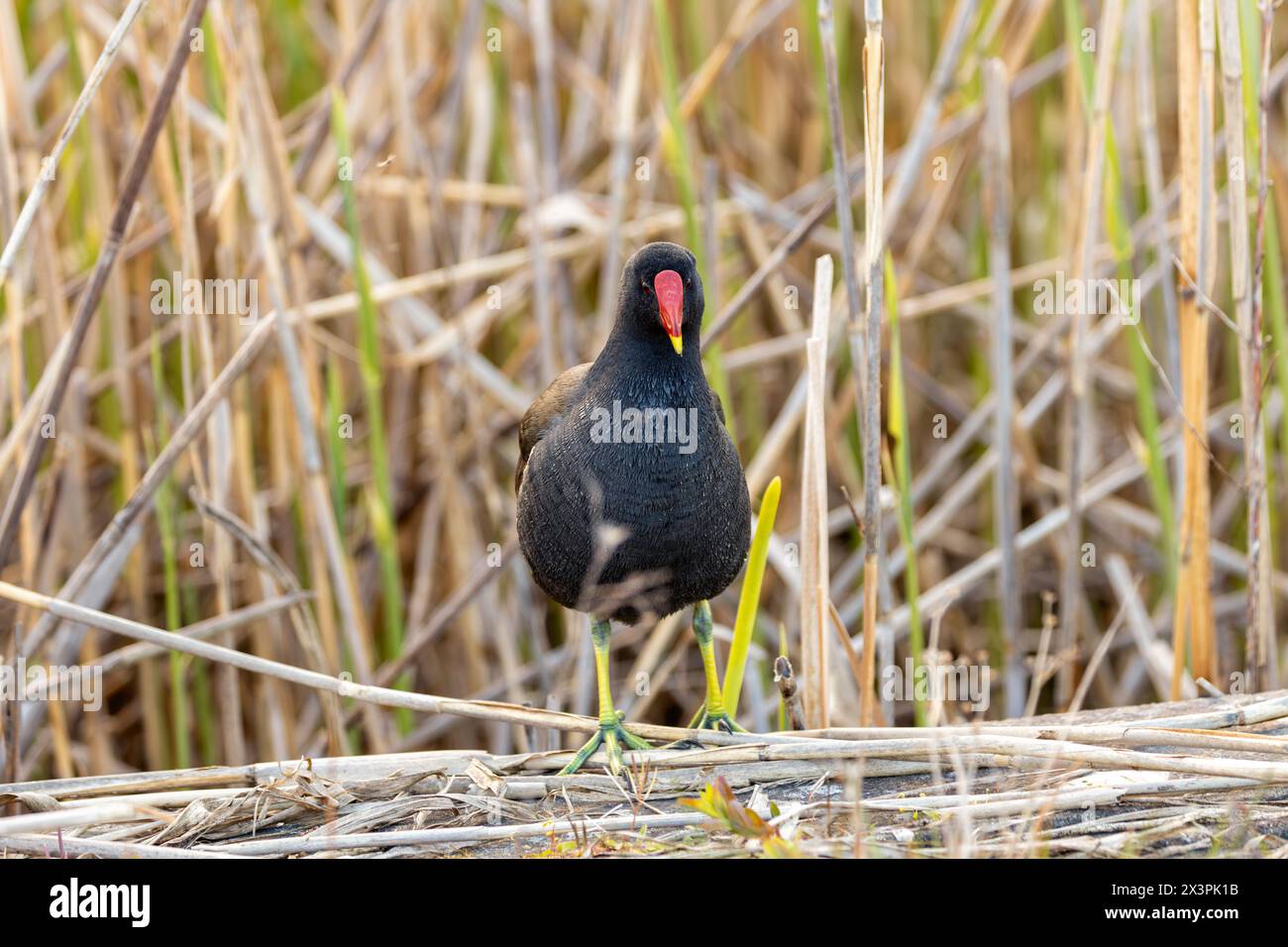 Schwarzer Vogel mit weißem Schnabel und rotem Fleck auf der Stirn. Spaziert durch Dublins Sümpfe und jagt nach Pflanzen und Insekten. Stockfoto