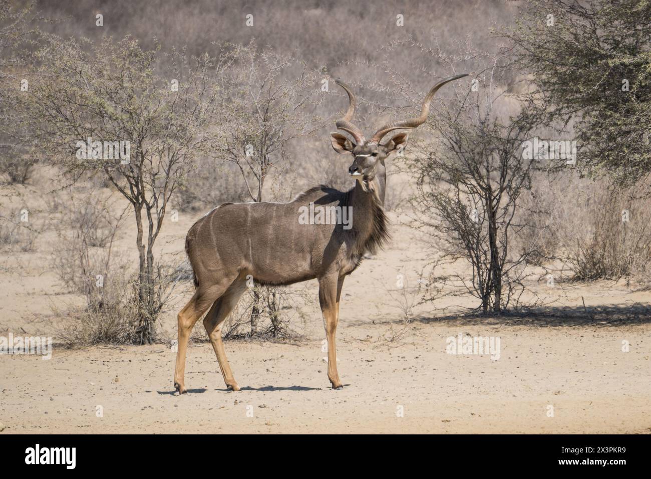 Männliche Kudu im Kgalagadi Transfrontier Park, Südafrika Stockfoto