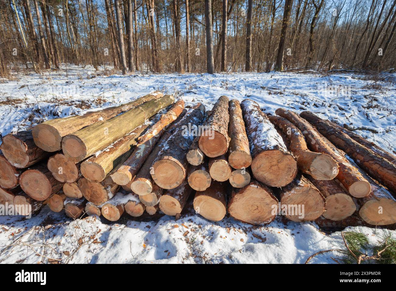 Schnitt Baumstämme im Winterwald, sonniger Februartag, Ostpolen Stockfoto