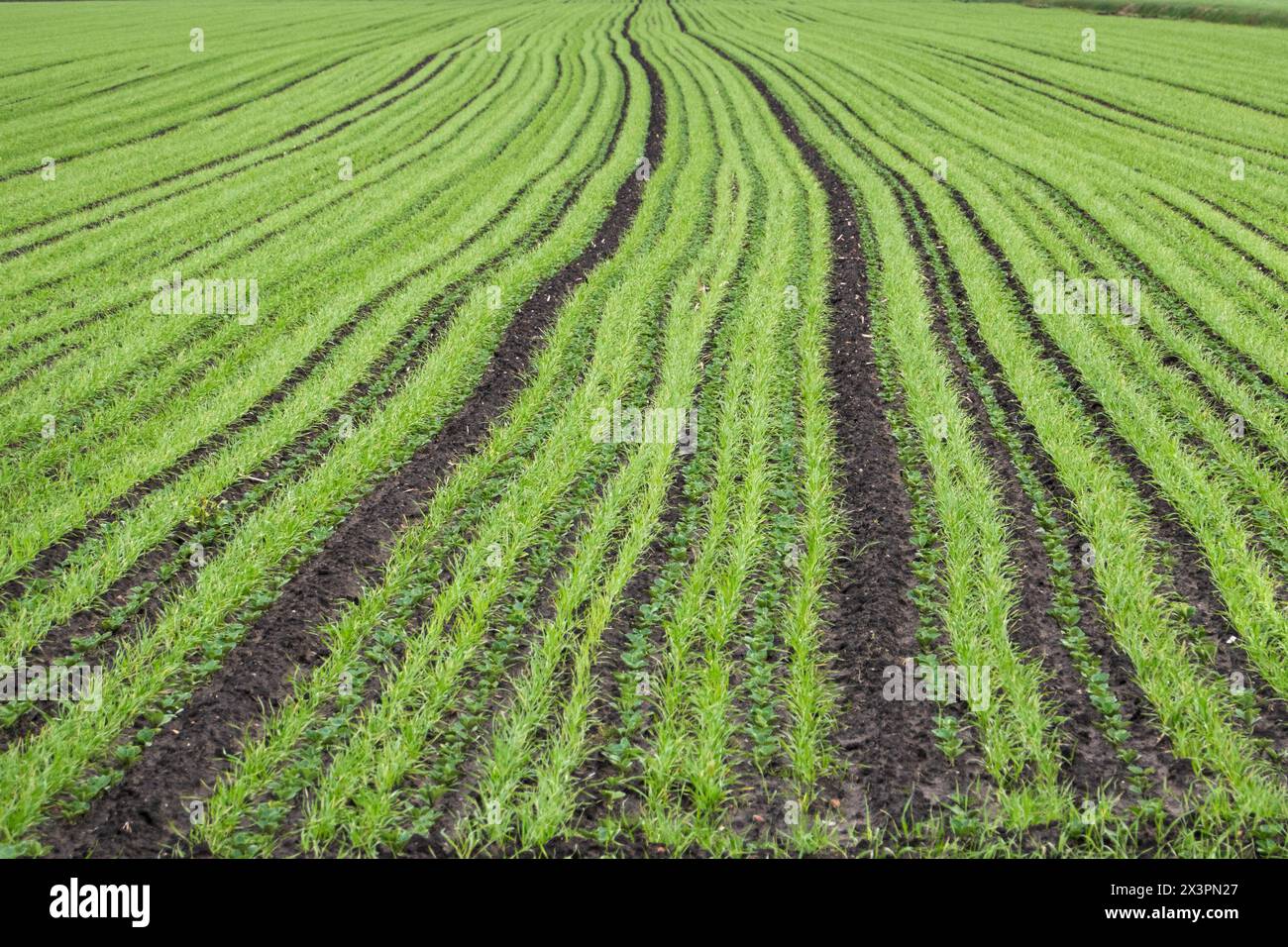 Ackerbohnen- und Weizenanbau Stockfoto