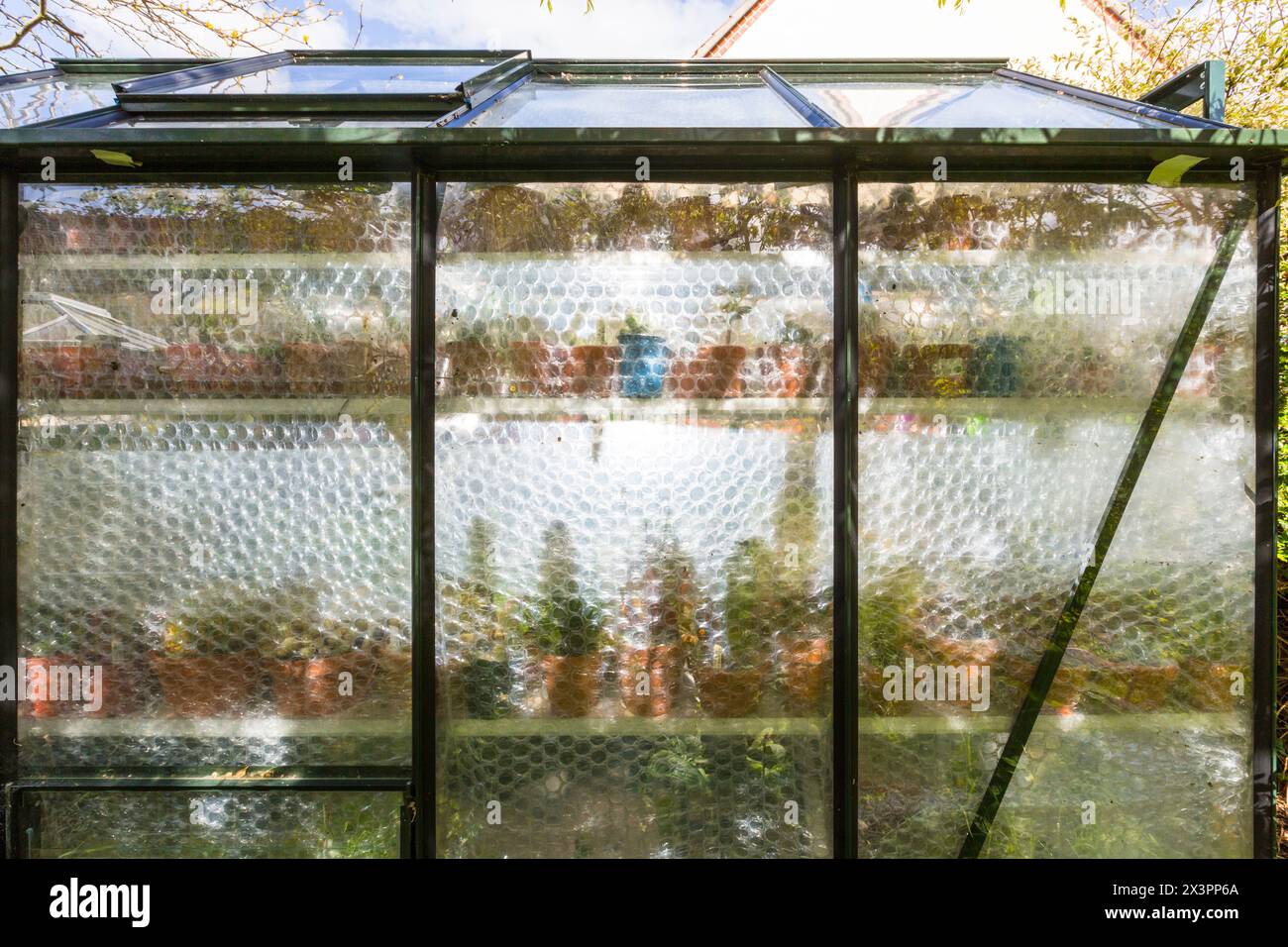 Gewächshaus mit Luftpolsterfolie im Inneren zum Schutz vor Kälte überwintert. Stockfoto