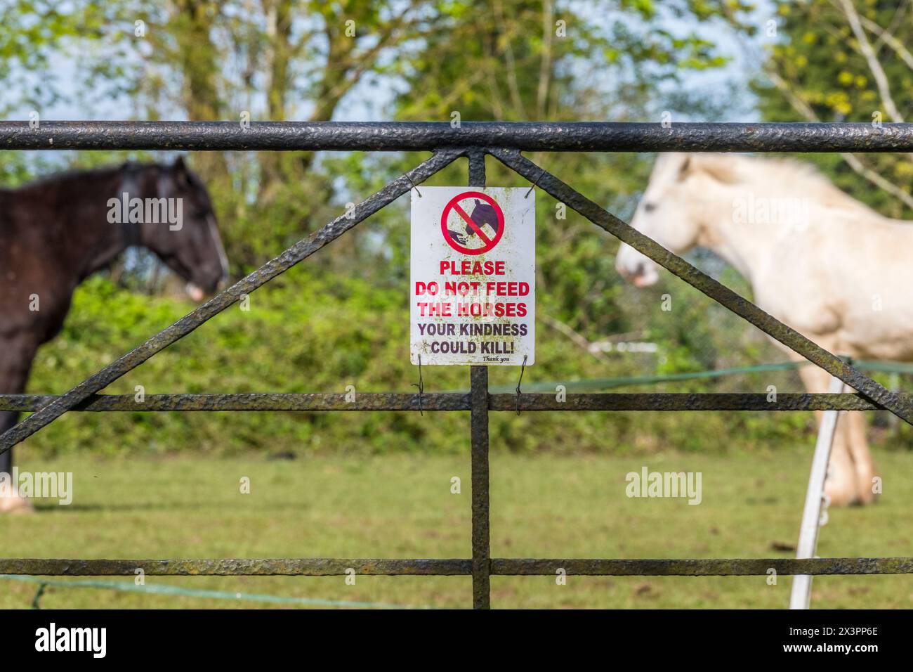 Füttern Sie die Pferde nicht, die Ihre Freundlichkeit töten könnte Zeichen, mit zwei Pferden im Hintergrund, Suffolk, Großbritannien. Stockfoto