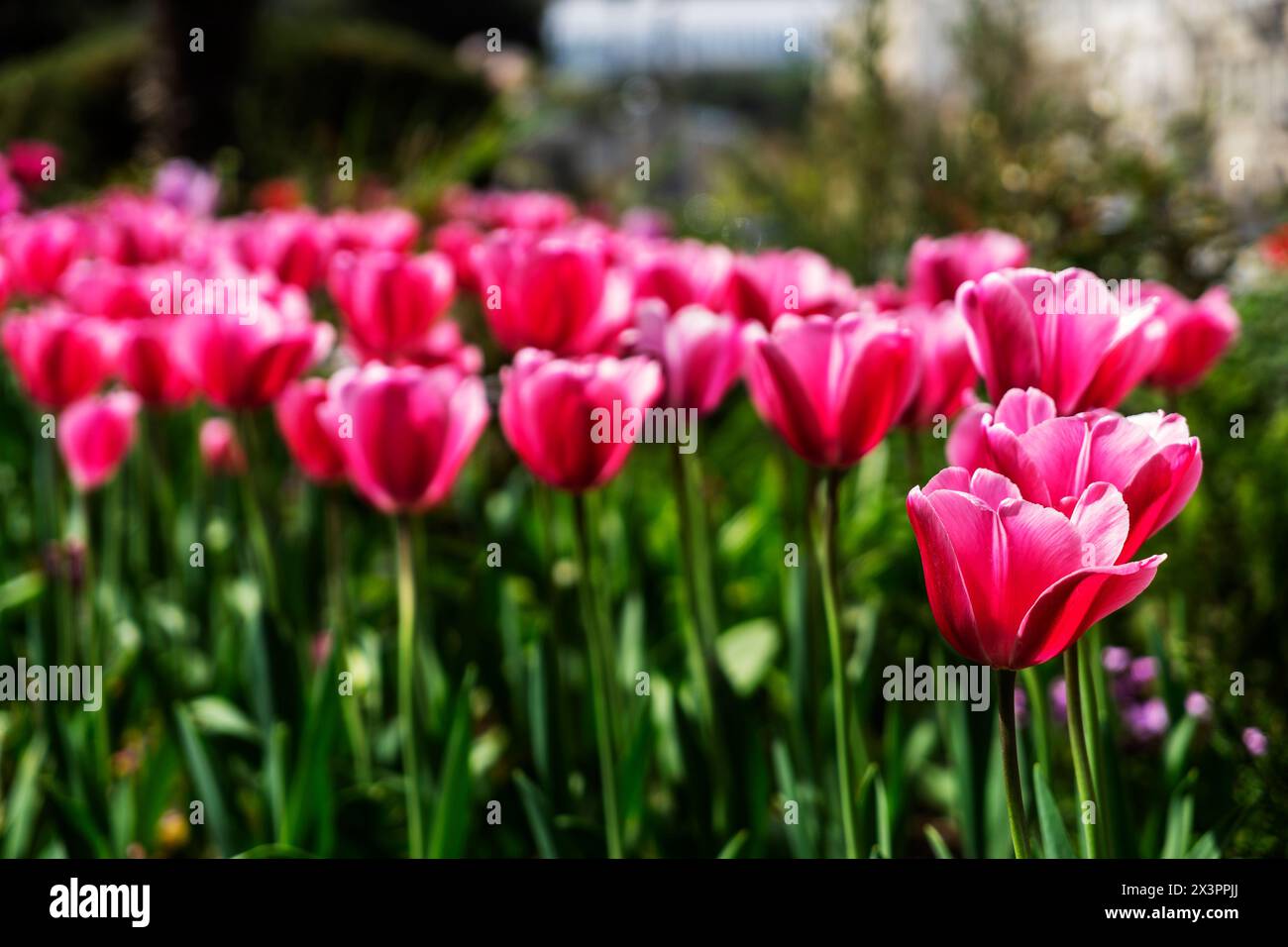 Wunderschöne burgunderrote Tulpen wachsen im Park. Tulpe Merlot – blühende violette Tulpen in einem ländlichen Garten. Stockfoto