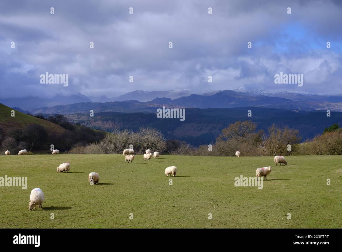 Schafe weiden, mit Snowdonia-Bergen in der Ferne, an einem stürmischen Tag Stockfoto