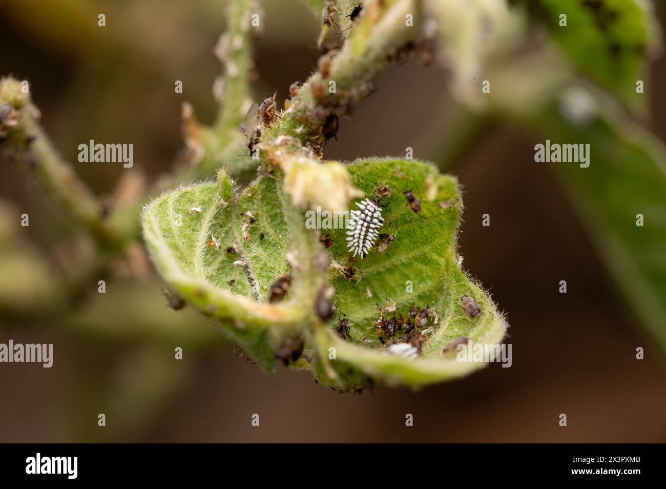 Blattläuse auf den limabohnen Pflanzen Blatt und Damenkäfer Larven, die sich von Blattläusen ernähren, was hilfreich ist, um die Krankheit der Pflanze zu bekämpfen. Stockfoto