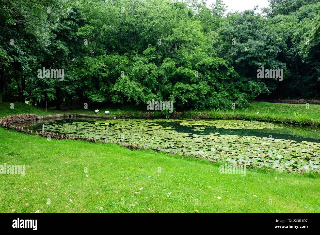 Lebendige Landschaft im Alexandru Buia Botanical Garden von Craiova in Dolj County, Rumänien, mit See, Wasserlillien und großen grünen Tres in einem wunderschönen s Stockfoto