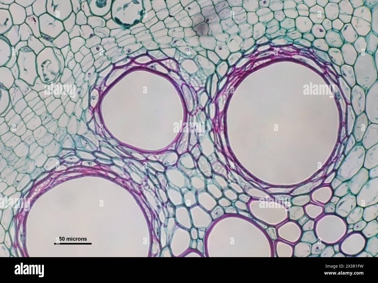 Querschnitt von Cucurbita-Zellen mit Siebröhrchen unter einem Mikroskop Stockfoto