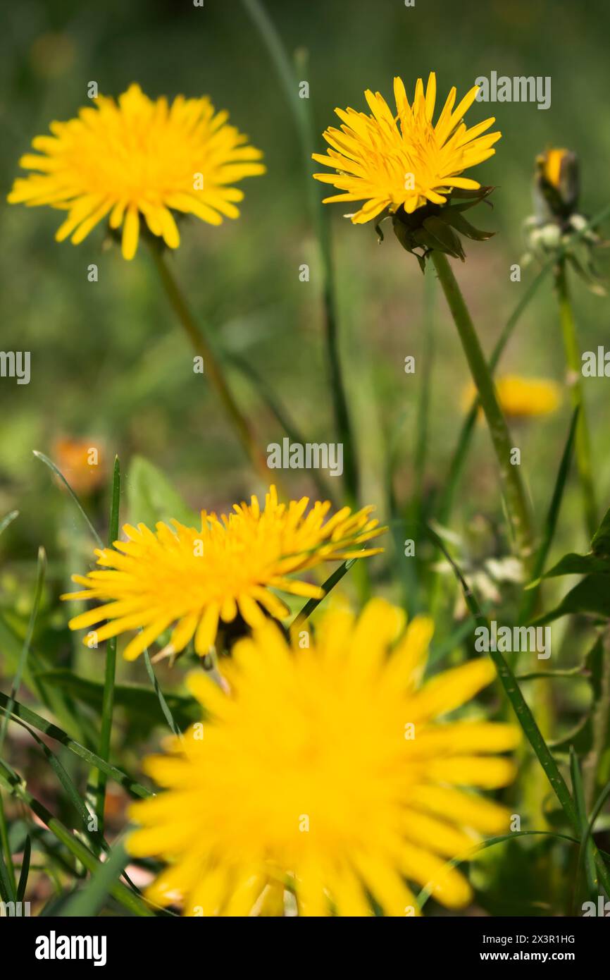 Gelbe Löwenzahnblüte im Rasen. Blumen-Nahaufnahme. Gelbe Frühlingsblumen Makro. Feld- und Wiesenhintergrund. Frühlings- und Sommerblüte. Stockfoto