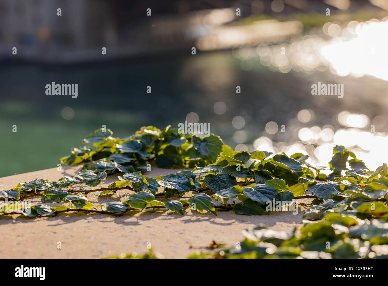Nahaufnahme der Pflanzen am Riverwalk in Chicago Stockfoto