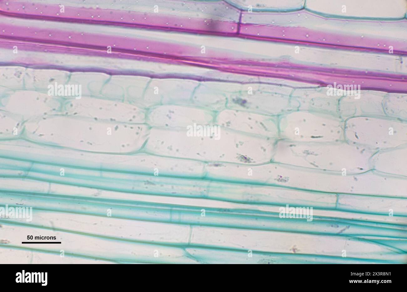 Loginitudinalschnitt von Cucurbita mit Siebröhren unter einem Lichtmikroskop Stockfoto