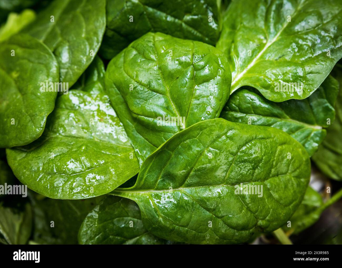 Nahaufnahme gewaschener frischer grüner Spinatblätter Stockfoto