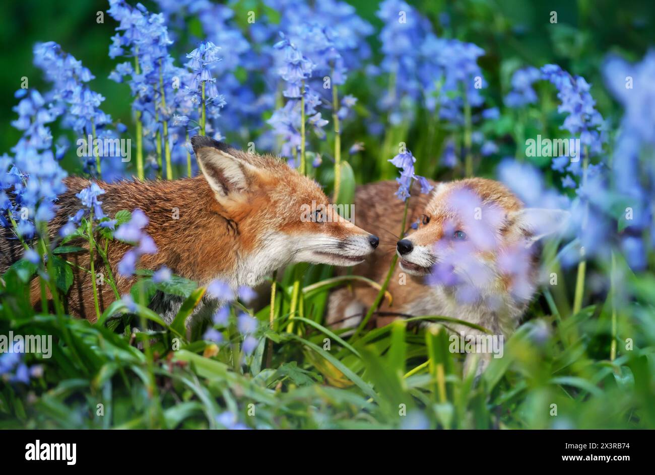 Nahaufnahme von zwei Rotfüchsen unter Blauglocken im Frühjahr Stockfoto
