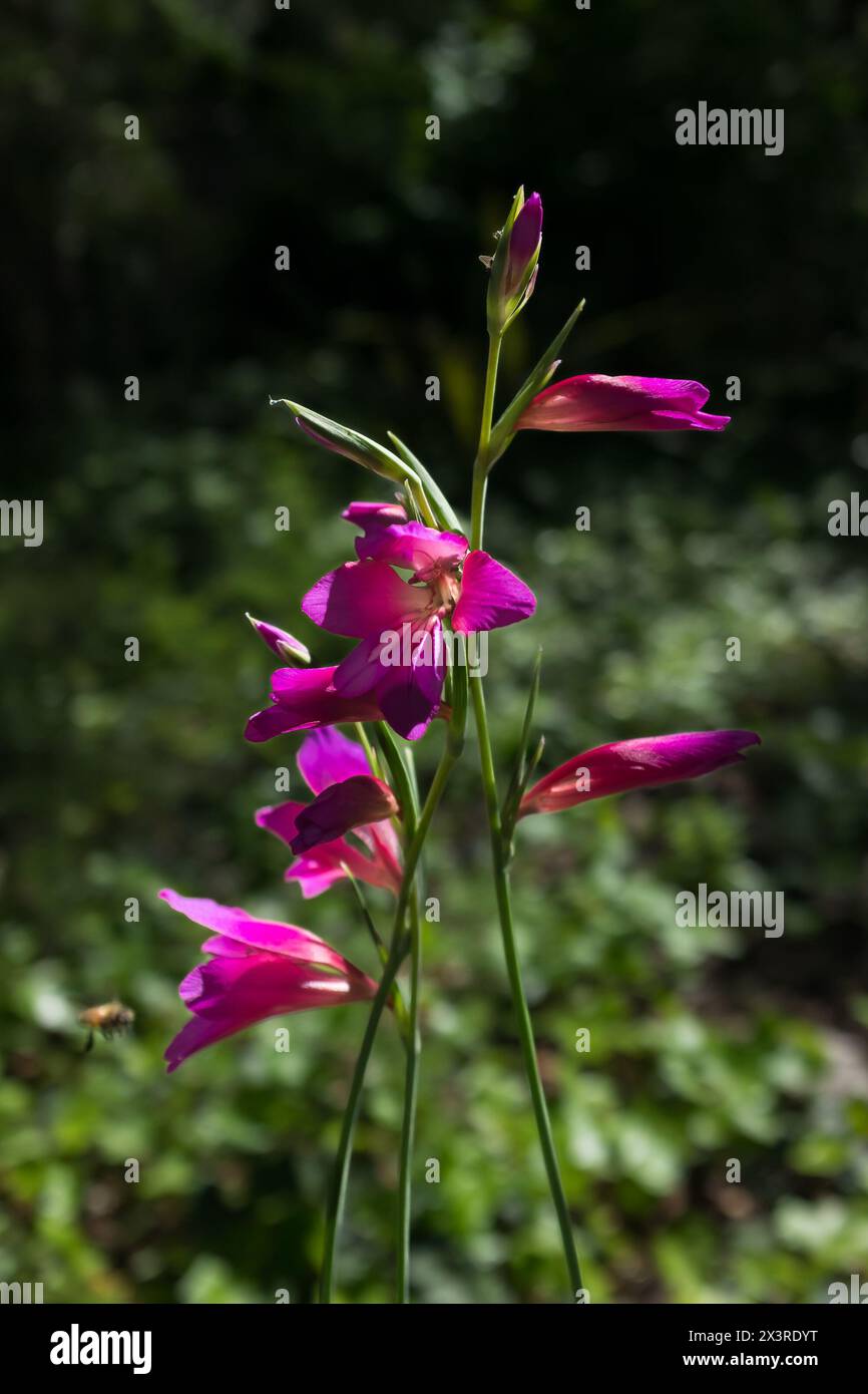 Stämme von Feldgladiolus (Gladiolus italicus) mit einer Biene, die sich einer Blume nähert (vertikal) Stockfoto